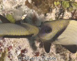 Small fish.... big Kisss!! by Alberto D'este 